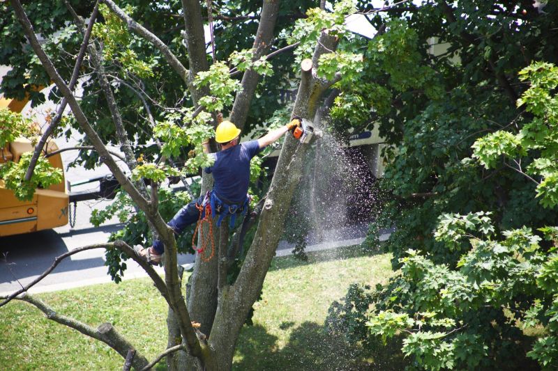 Tree Removal by Clean Slate Landscape & Property Management, LLC