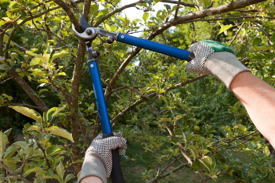 Tree Trimming by Clean Slate Landscape & Property Management, LLC