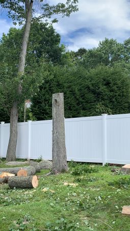 Tree Services in Wlatham, MA (4)