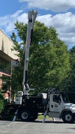Commercial Tree Services in Newton, MA (2)