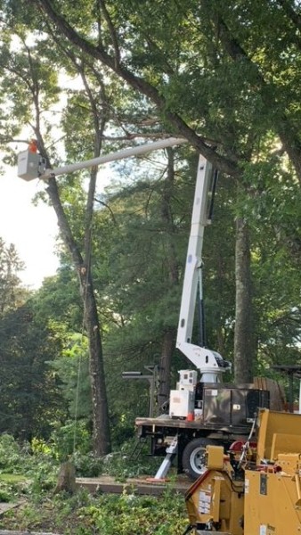 Tree Services in Marlborough, MA (1)