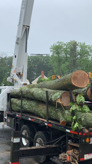 Tree Services in Acton, MA (4)