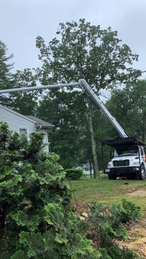 Tree Services in Newton, MA (1)