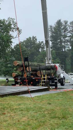 Tree Services in Waltham, MA (2)