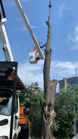 Tree Services in Maynard, MA (1)