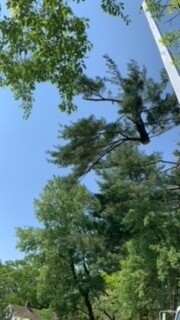 Tree Services in Framingham, MA (1)
