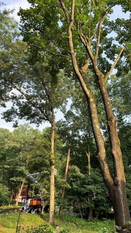 Tree Services in Newton, MA (3)