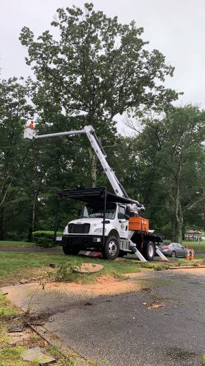 Tree Services in Newton, MA (2)