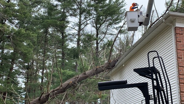 Tree Services in Newton, MA (3)