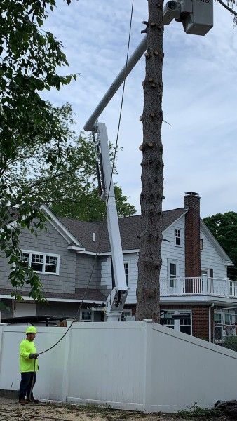 Tree Services in Maynard, MA (3)