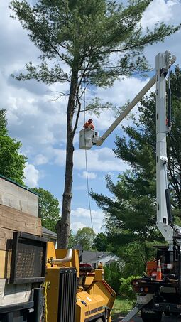Tree Services in Framingham, MA (2)