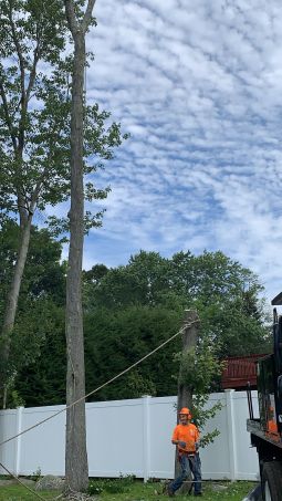 Tree Services in Wlatham, MA (2)