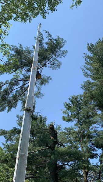 Tree Removal in Framingham, MA (3)