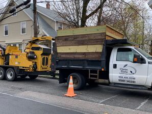 Tree Services in Waltham, mA (2)
