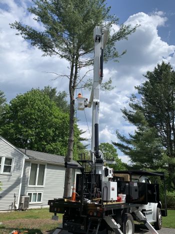 Tree Services in Blackstone