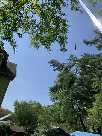Tree Services in Franklin, MA (2)