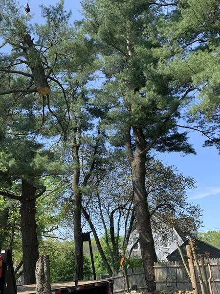 Tree Services in Ashland, MA (3)