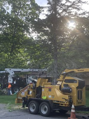 Tree Services in Newton, MA (2)