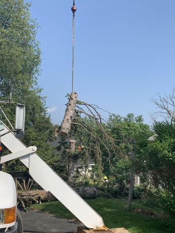 Tree Removal in Framingham, MA (1)