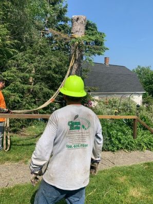 Tree Removal in Newton, MA (2)