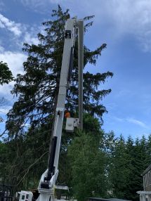 Tree Services in Franklin, MA (1)