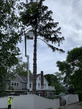 Tree Services in Maynard, MA (2)