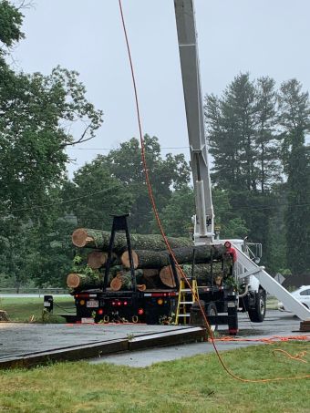 Tree Services in Waltham, MA (1)