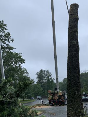 Tree Services in Acton, MA (2)