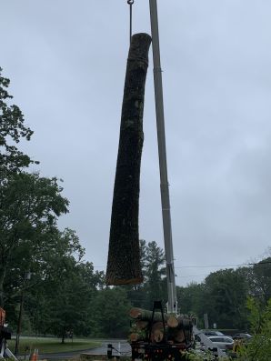 Tree Services in Acton, MA (1)