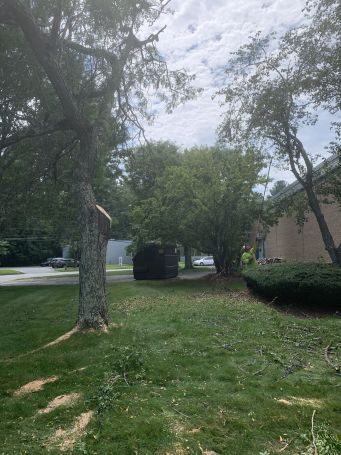 Tree Services in Newton, MA (4)
