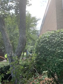 Spring Clean Up in Framington, MA (2)
