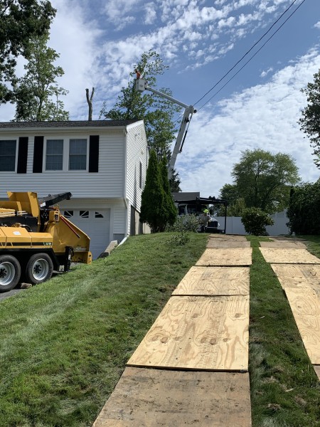 Tree Services in Ashland, MA (1)