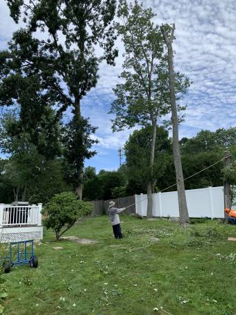 Tree Services in Wlatham, MA (3)