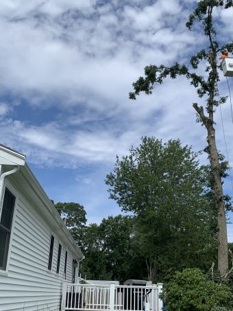 Tree Services in Wlatham, MA (1)