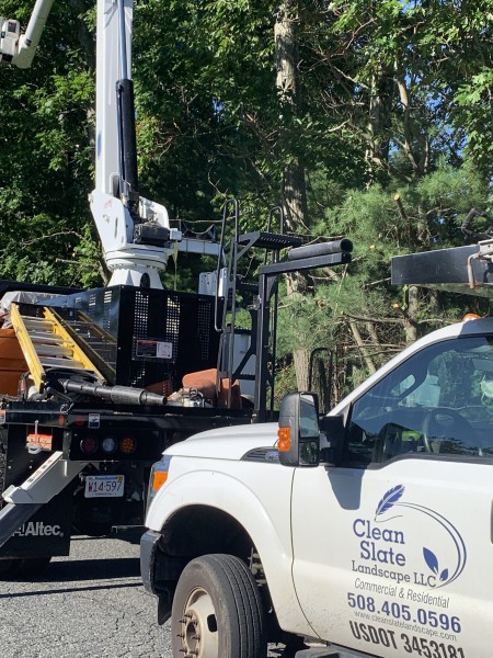 Commercial Tree Services in Newton, MA (3)